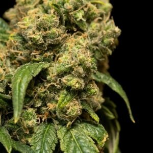 Buy Royal Gorilla 3.5G 21% THC Online UK