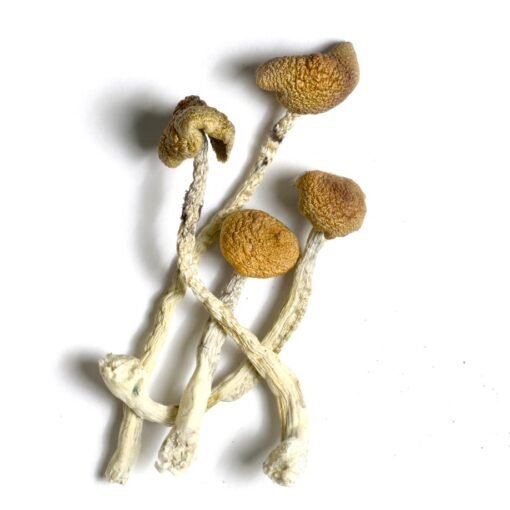 Aztec-God-Psilocybe-cubensis-510x510-1.jpg