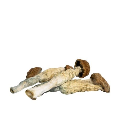 Blue-goba-510x510-1.jpg