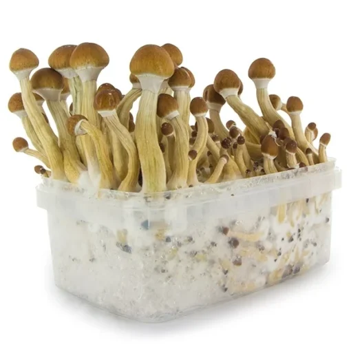 Brazil-Supa-Grow-Kit.webp