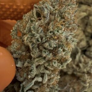 Buy Cookies Strong Indica UK