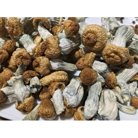 Buy-Penis-Envy-mushrooms-.webp