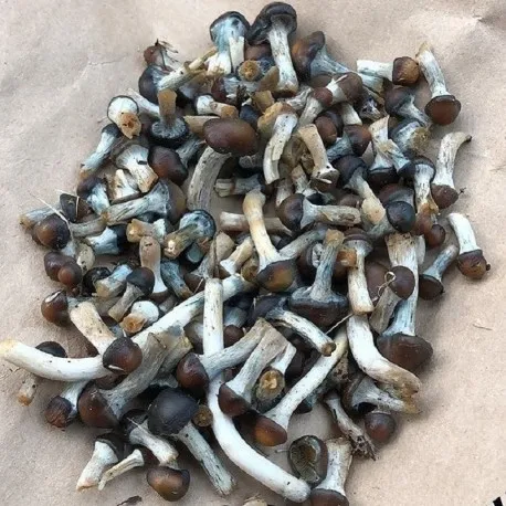 Buy-Psilocybe-Baecoystis.webp