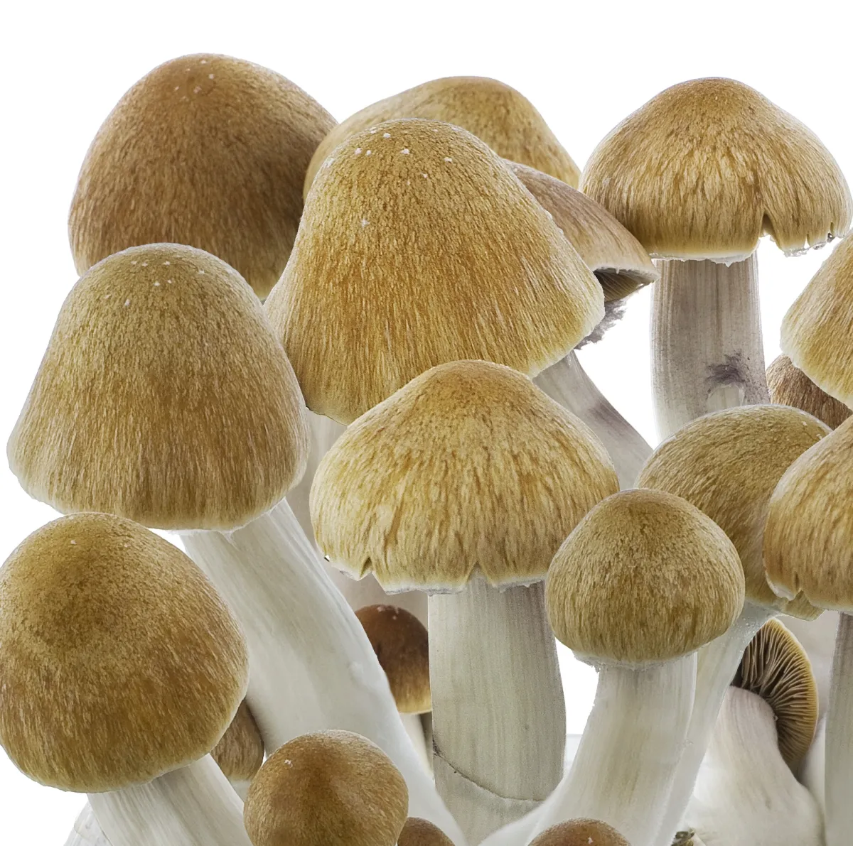 Buy-Psilocybe-Cubensis-Ecuador-UK.webp