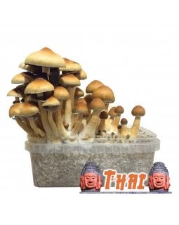 Buy-Psilocybe-Cubensis-Thai-UK.jpg