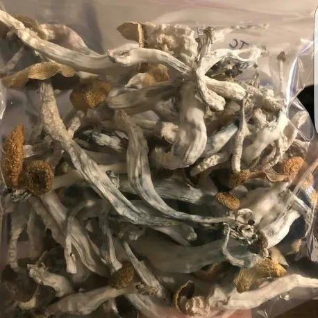 Buy-Psilocybe-Cubensis.webp