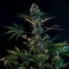 Buy Royal Gorilla 3.5G 21% THC Online UK