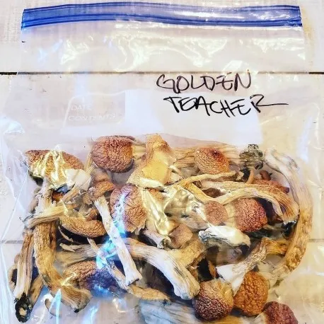 Buy-golden-teacher-mushroom.webp