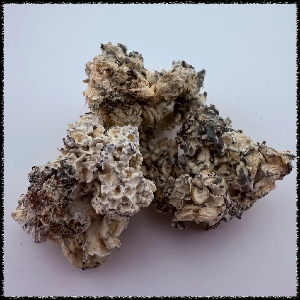 Buy Premium Psychedelics Online UK