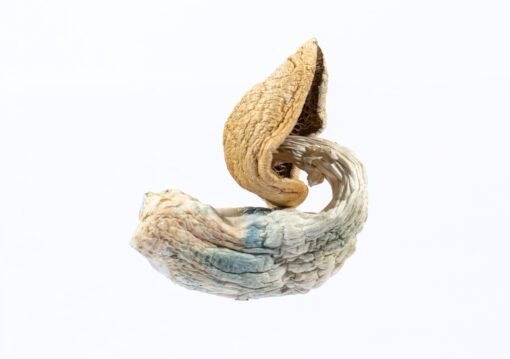 MUSHROOM-05-min-510x359-1.jpg