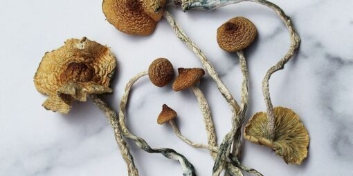 Mazatapec-Mushrooms-510x255-1.jpg