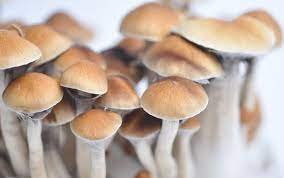 Psilocybe Cubensis McKennaii