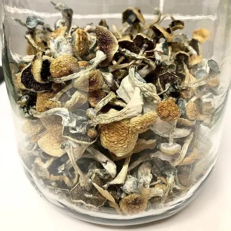 Psilocybe-Azurescens-mushroom-spores-for-sale.webp