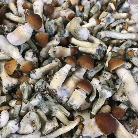Psilocybe-Cyanescens.webp