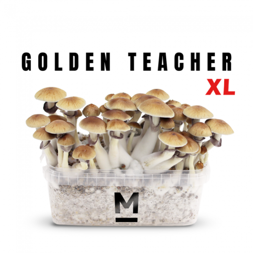 golden-teacher-mondo-magic-mushroom-kit-main-xl.webp