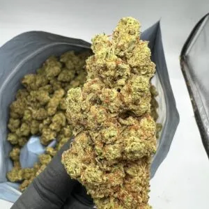 Buy Stardawg Hybrid Online UK