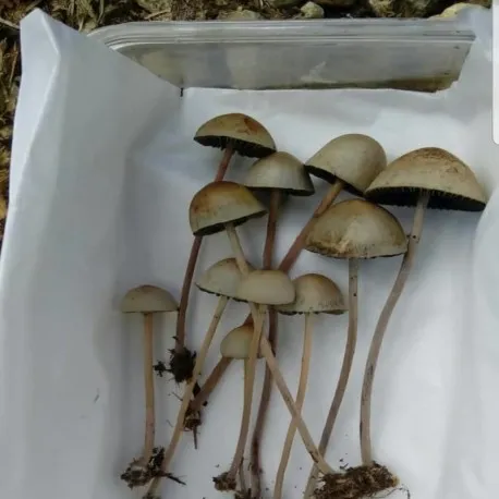 psilocybe-mexicana.webp