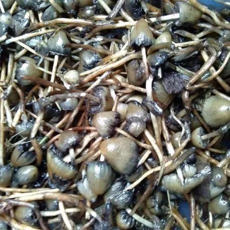 psilocybe-semilanceata.webp