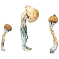 Finding a Legit Psychedelic Dealer Online in the UK